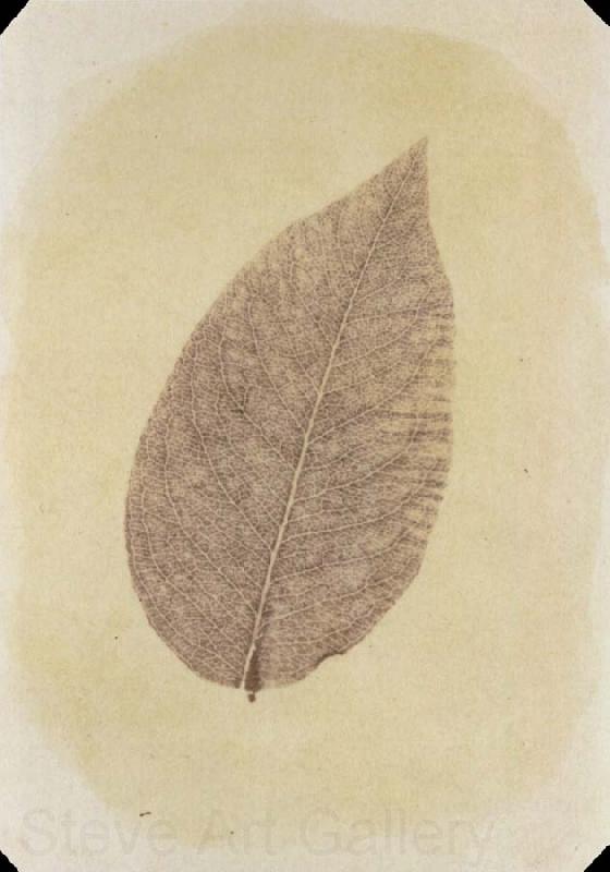 Willim Henry Fox Talbot Leaf with Its Stem Removed Spain oil painting art